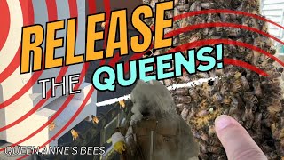 Released Queens in 2 Frame NUCs (featuring Barnyard Bees Queens) March 31st, 2024