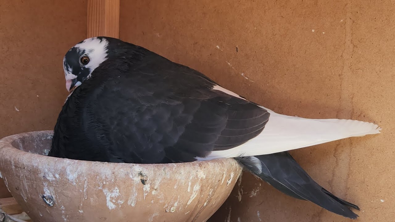 حمام للبيع 🪶 عشاق حمام السيفيانوس 🕊✅️