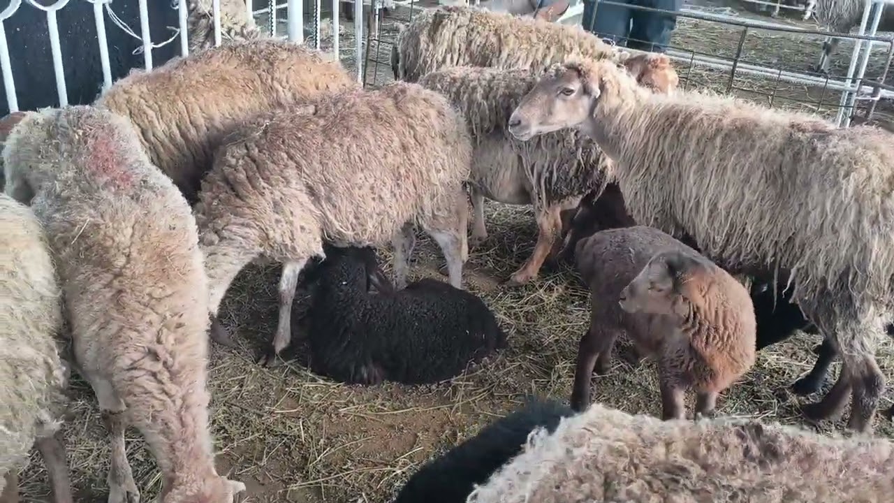 Gəncə qoyun bazarl 01.02.2026.050.571.71.57