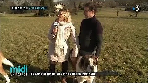 Le saint-bernard, un grand chien de montagne