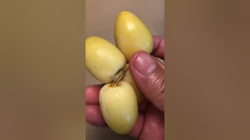 Fresh dates #shorts #youtubeshorts #youtube #subscribe #trending #viral #dates