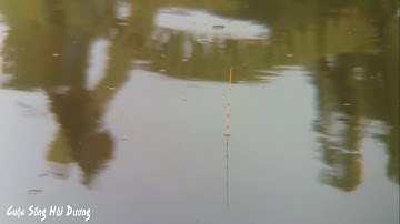 Cận cảnh câu cá chép sông phao đài | Cuộc sống hải dương