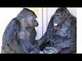 Ai caring for her mother, Shabani drumming between them. Gorilla, Silverback.