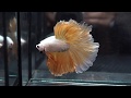 HUGE PLATINUM GOLD DRAGON Rosetail HM (Male) Betta Fish