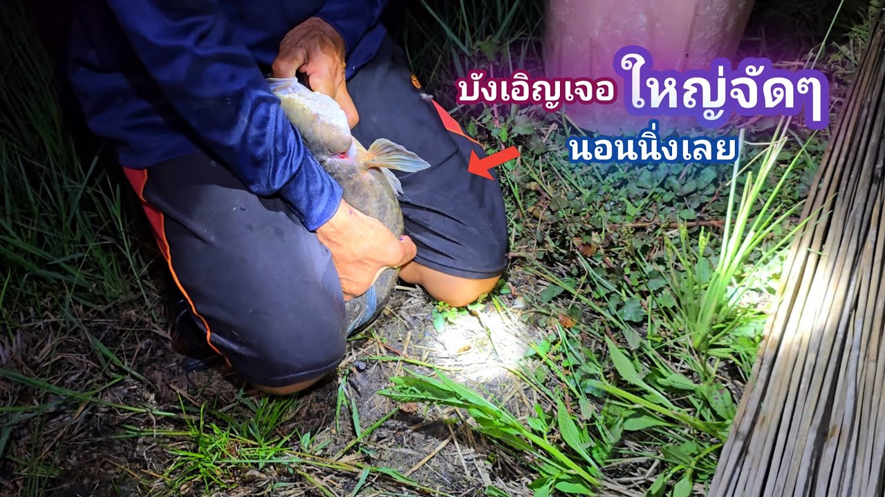 บังเอิญเจอ เห็นแค่หาง ไม่คิดว่าตัวใหญ่ขนาดนี้ ปักเบ็ดยังไม่เสร็จ ปลาหิวจัดกินกระจาย / บ้านนอก EP.916