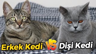 DİŞİ KEDİ vs ERKEK KEDİ  (Dişi ve Erkek Kedi Farkları. Hangisini Sahiplenmelisiniz?)