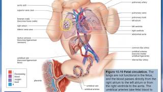 Bio12 Section 10 5