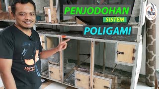 Proses Penjodohan Sistem Poligami di Kandang Minimalis