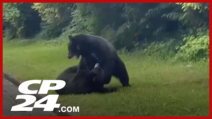 Residents baffled by 'amazing' bear brawl in Vancouver