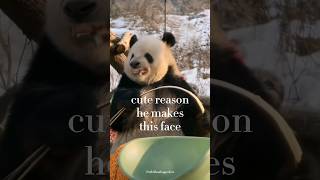 Unexpected reason this panda makes funny faces #viral #shorts