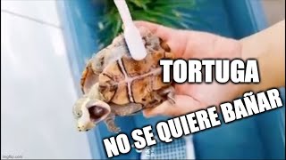 Mi tortuga no se quiere bañar