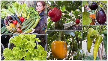 Thu hoạch ớt chuông, mướp hương, bông cải vàng, cải bẹ dúng, cà tím sau vườn ở Úc/ Sang La Úc Châu