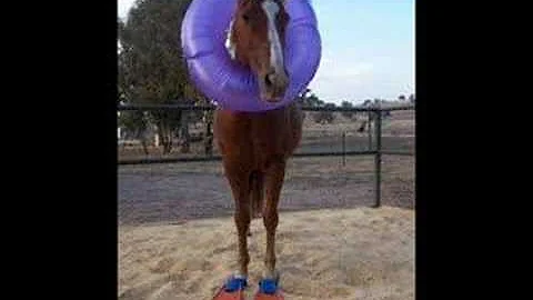 holy thunderhorse (rhapsody misheard)