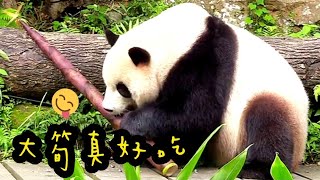 圓寶有大筍子吃好滿足，嘴巴張超大|熊貓貓熊The Giant Panda Yuan Yuan and Yuan Bao|台北市立動物園