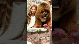 Tibetan Mastiff Breed  Million Dollar Dogs #tibetanmastiff