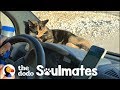 Stray kitten wont let traveling couple leave her behind   the dodo soulmates