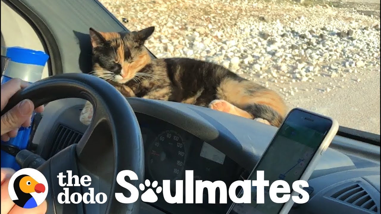 Stray Kitten Won't Let Traveling Couple Leave Her Behind  | The Dodo Soulmates