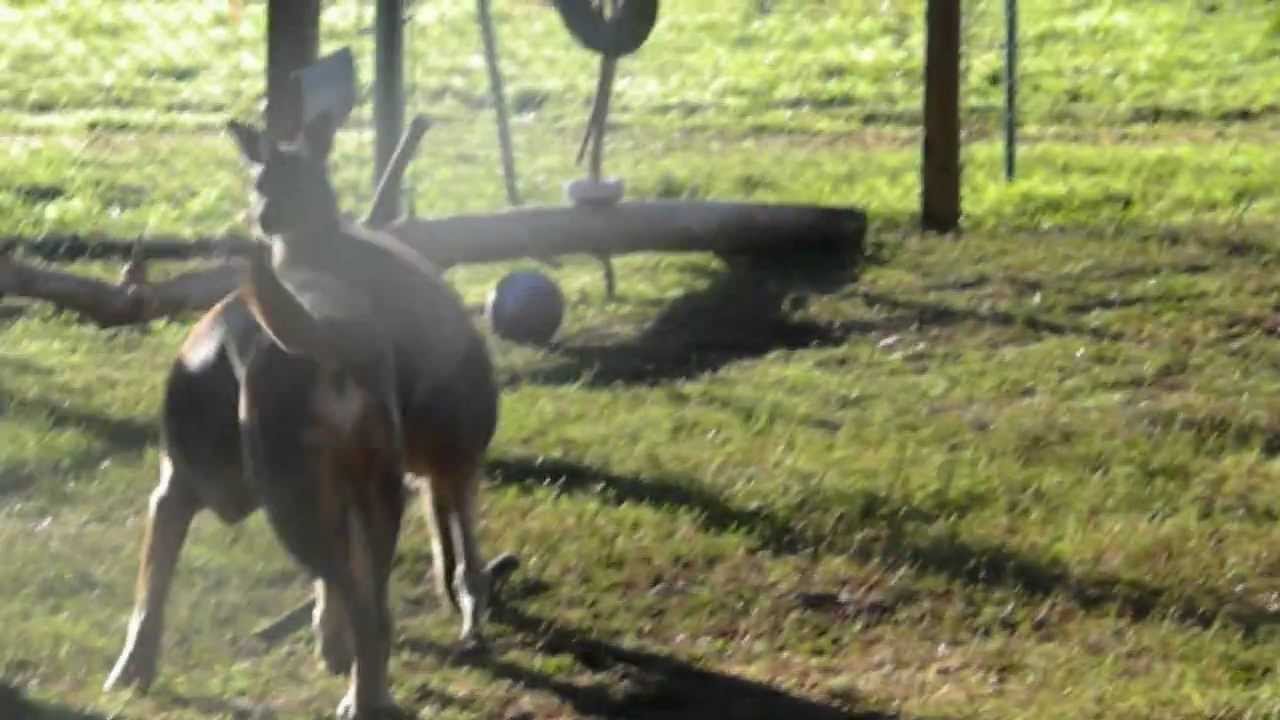 horseshoe bend DOG AND KANGAROO DANCE GANGNAM STYLE!!