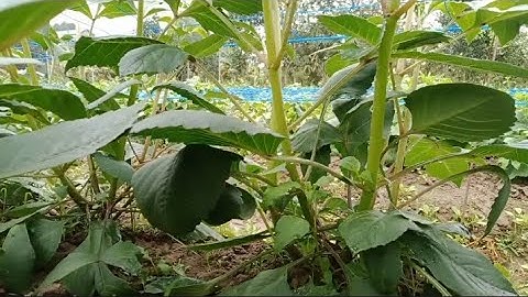 Thời Tiết Lúc Này Những Cây Hoa Thược Dược Phát Triển Nhanh Lắm Luôn