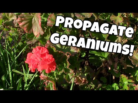 Video: Vil en geranium skære rod i vand?