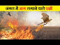 पक्षी जंगल में आग क्यों लगाते हैं? | Why Birds Set Fire in the Jungle | Best Animal Facts in Hindi