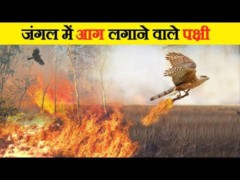 वीडियो: जंगल की आग: कारण, प्रकार और परिणाम