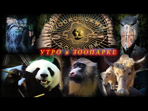 Улыбательное видео об утреннем московском зоопарке. Москва. Июль 2025