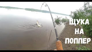 видео: ЩУКА НА ПОППЕР ЗРЕЛИЩНЫЕ АТАКИ!!! ДРОЖЬ В КОЛЕНКАХ ОТ ТАКИХ. картинка: ЩУКА НА ПОППЕР ЗРЕЛИЩНЫЕ АТАКИ!!! ДРОЖЬ В КОЛЕНКАХ ОТ ТАКИХ.