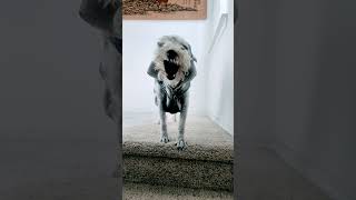 Baxter Drama #cute #schnauzer #schnoodle #doglover #drama #dogshorts