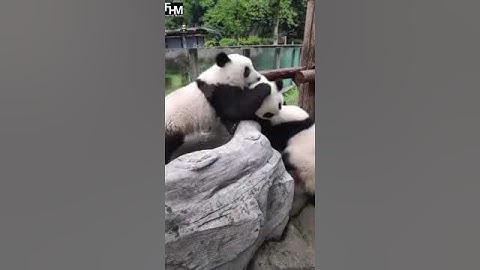 The giant panda cubs fighting is just too adorable