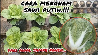 How to plant white mustard greens in lowland polybags..#mustard greens #white mustard greens #garden