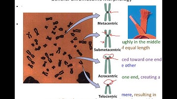 Lecture 11 - Chromosome Variation