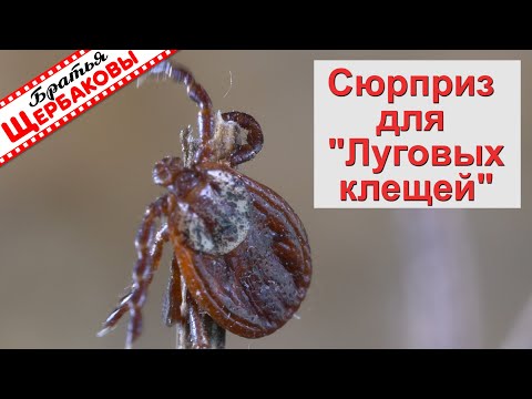 КЛЕЩИ не КУСАЮТ уже 8 лет! ЦИПЕРМЕТРИН. Важные нюансы при пропитке одежды!