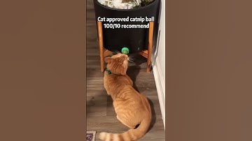 Cat approved catnip ball 100/10 recommend #cat #cattoyfactory #pets #cattoys #yourpet #catnip