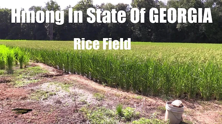 Rice Field In State Of GEORGIA In America...Hmoob ...