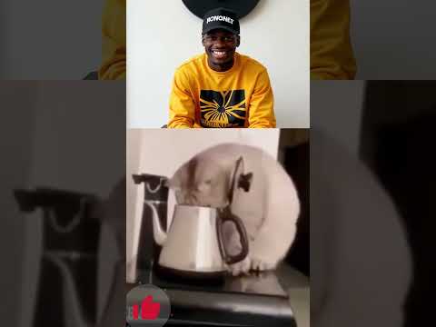 Кот под прикрытием #смех #shortsviral #смешныевидео #short #видео #viral #смехдослез #юмор #врек