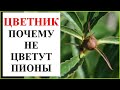 Почему не цветут пионы? Что делать?