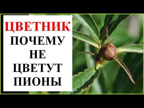 Видео: Что делать с пионом, который не цветет