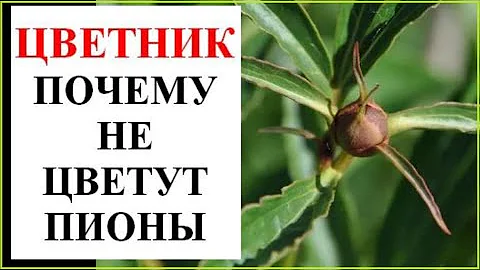 Почему не цветут пионы? Что делать?