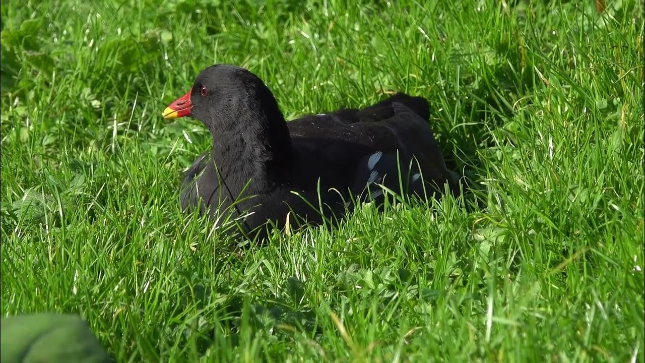 Moorhen eating grass YouTube