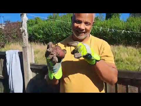 Organic Potatoes In My Back Yard Farm