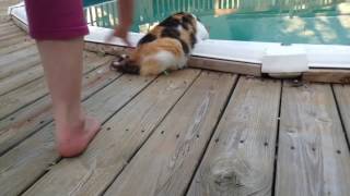 Коты купаются, а потом рассказывают все, что об этом думают! Прикольное видео. Коты купаются, а потом рассказывают все, что об этом думают! Прикольное видео.