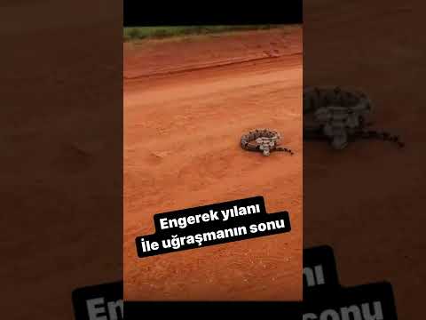 Video: Kafkas engerek: uğraşmaya değmeyecek bir düşman