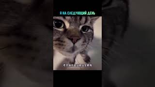 #банкротство #какнеплатитьмикрозайм #юридическиесоветы #минусыбанкротства #банкротствофизлиц