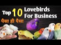 Love birds business in india how to earn income from birds