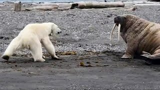 Hungry Polar Bear Risks His Life! The deadliest animal in the Arctic