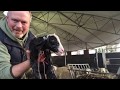 Live Lambing on Lockdown 2020 - at Cannon Hall Farm