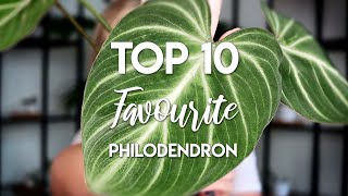 My Top 10 Philodendron! | All easycare!