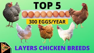 5 BEST LAYERS CHICKEN BREEDS THAT LAY UPTO 300 EGGS PER YEAR.