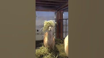 When Your Hair Game Is on Point! || ViralHog